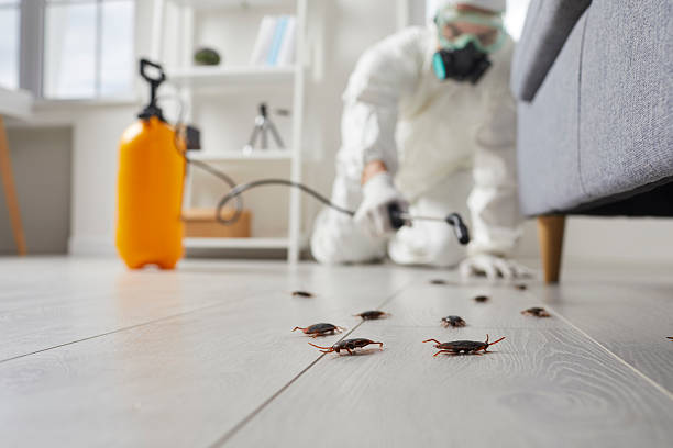 Commercial Rodent Management in Chipley